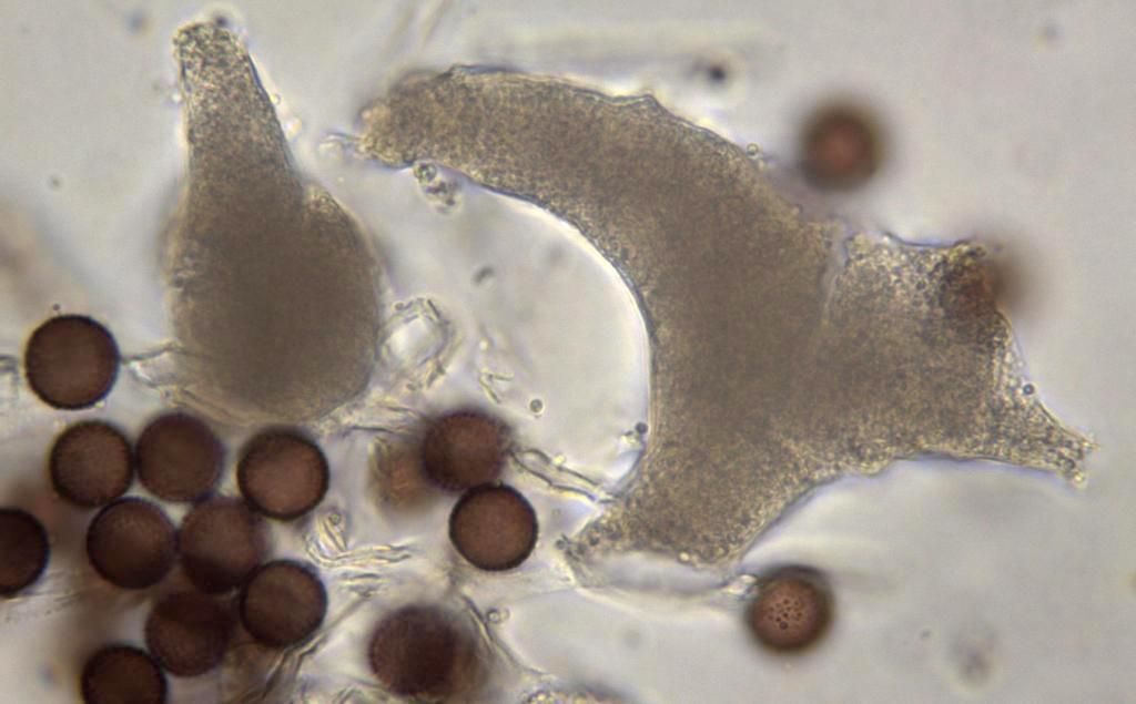 Physarum cf mutabile